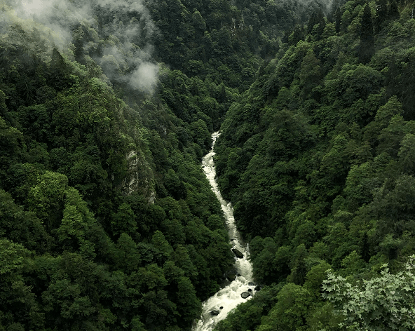 Lush green forest valley with a winding river flowing through dense trees and mist.